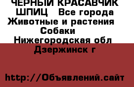 ЧЕРНЫЙ КРАСАВЧИК ШПИЦ - Все города Животные и растения » Собаки   . Нижегородская обл.,Дзержинск г.